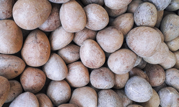 Fresh and Dry Coconut Export from India