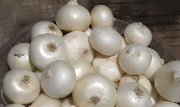 White Onion Export from India