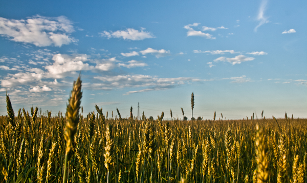 Agriculture Products Export