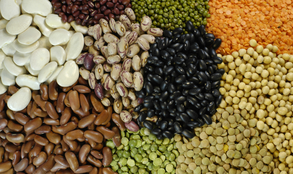 Pulses and Lentils Export from India