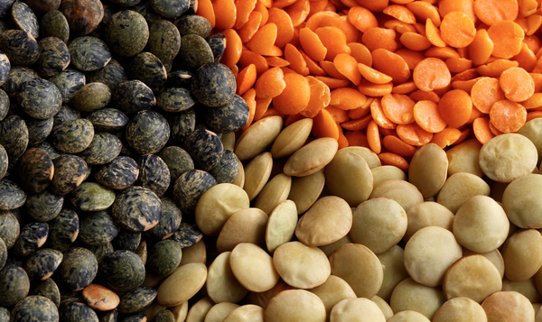 Lentils Export from India