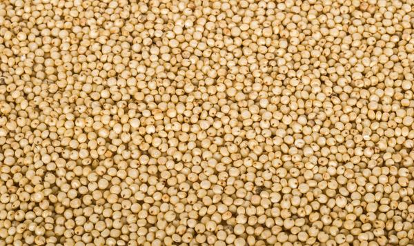 Jowar Millet Export from India