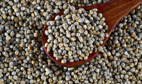 Bajra Pearl Millet Export from India