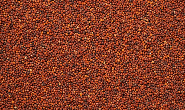 Ragi Finger Millet Export from India