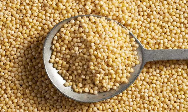 Kodo Millet Export from India