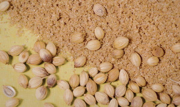 Coriander Seeds and Powder Export